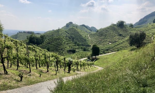 Along the Prosecco's hills thumbnail