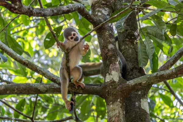 Squirrel Monkey thumbnail