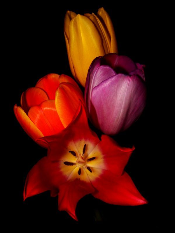 Color of Flowers | Smithsonian Photo Contest | Smithsonian Magazine