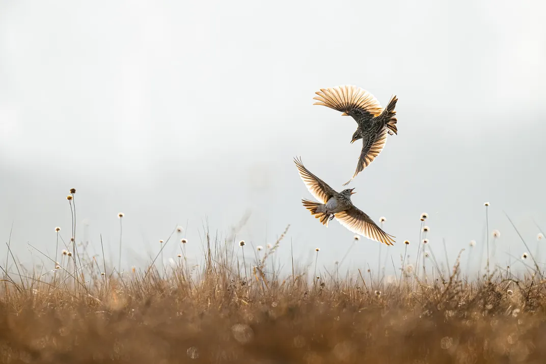 two sparrow-like skylarks fly over a brown meadow, facing each other with wings spread