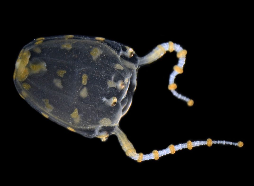 Orange spotted, transparent jellyfish with two tentacles on black background