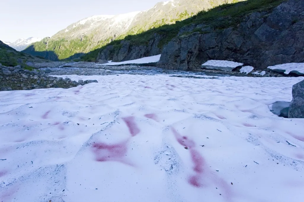 Pink snow in mountains