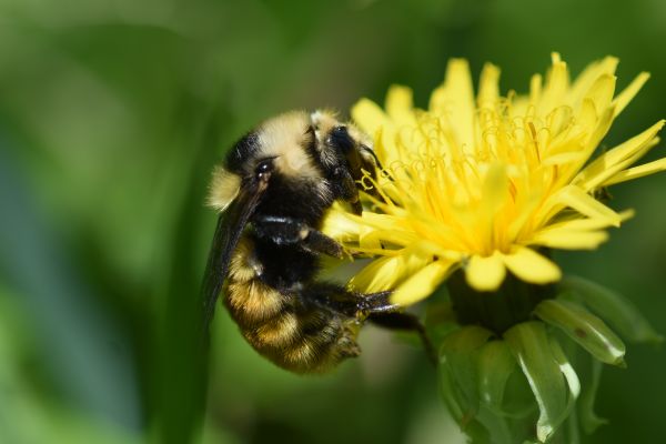 Bumblebee on dandelion. thumbnail