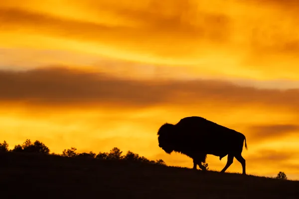 Bison at Sunset in Wind Cave National Park thumbnail