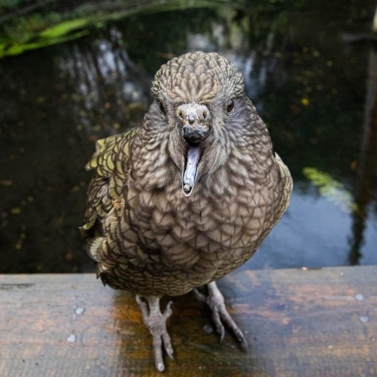 Bruce the Parrot Uses Tools to Survive Despite a Broken Beak