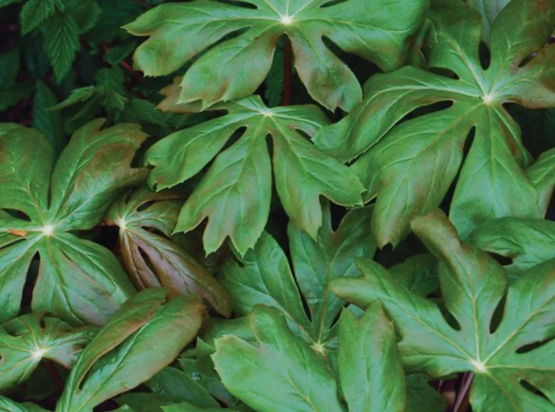 mayapple.jpg