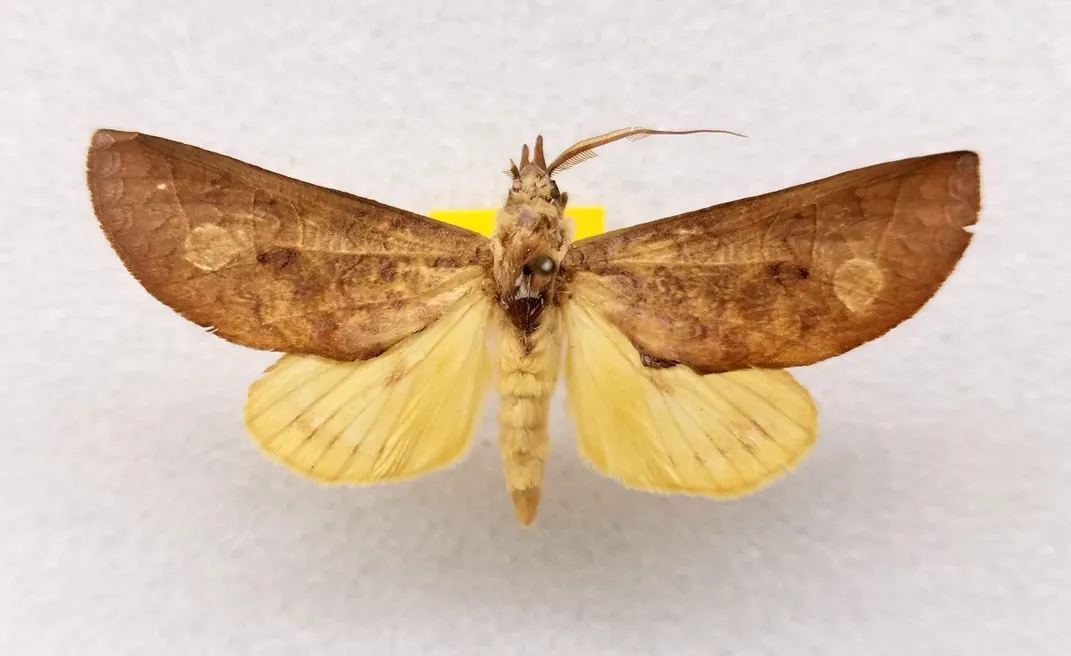 Preserved yellow and brown moth on a white background