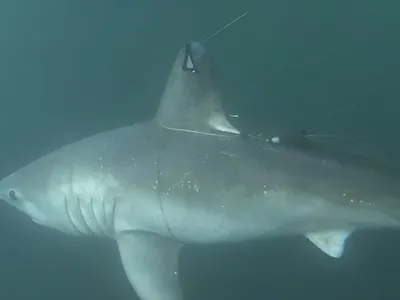 Scientists Solve a 'Murder Mystery' After a Pregnant, Tagged Shark Got Eaten image