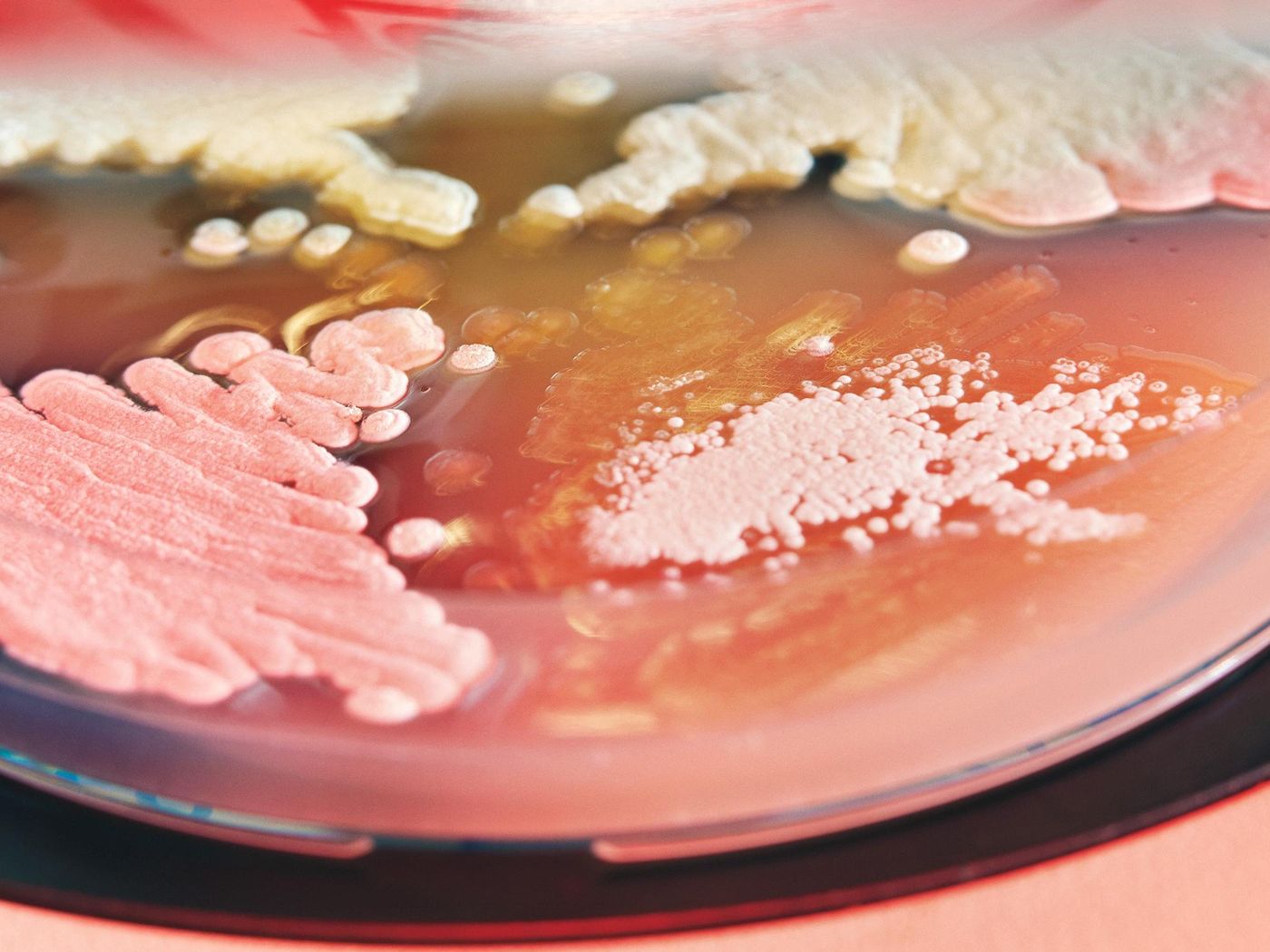 Streptomyces bacteria Opener 