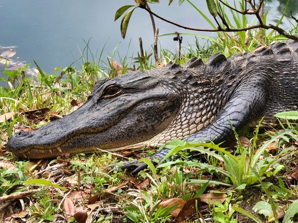 American Alligator at Mepkin thumbnail