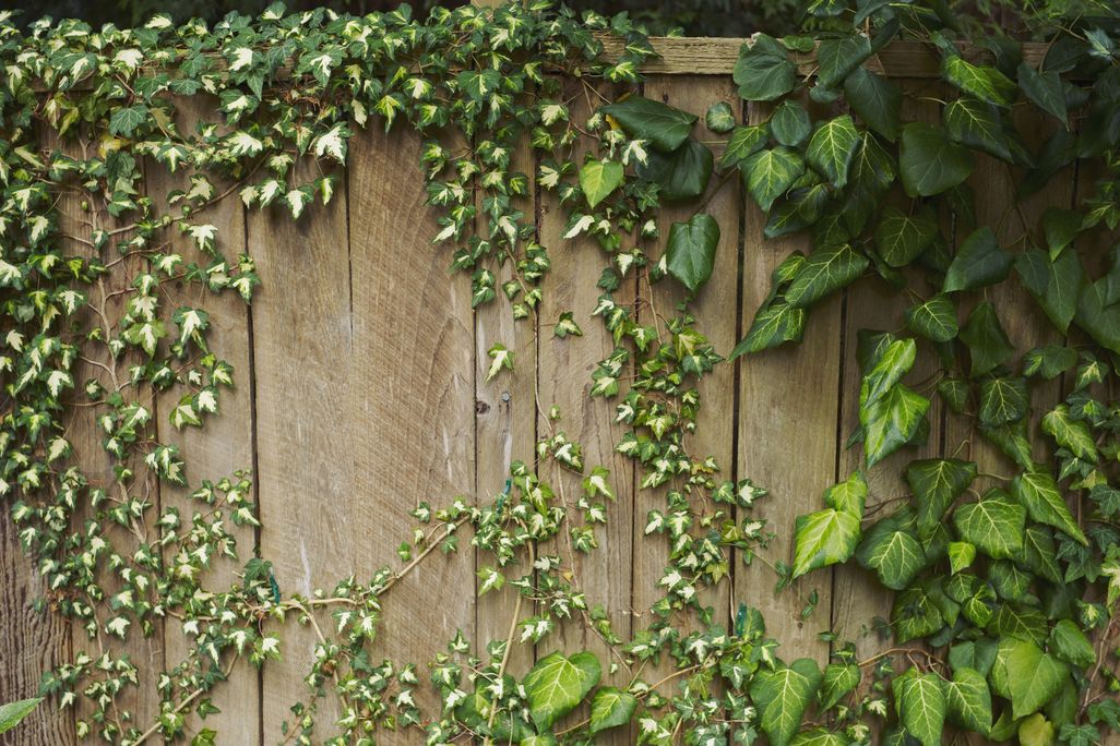 04_23_2014_vine.jpg
