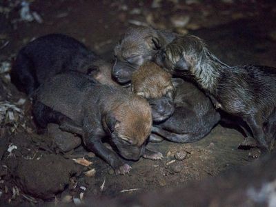 The newly born red wolf pups
