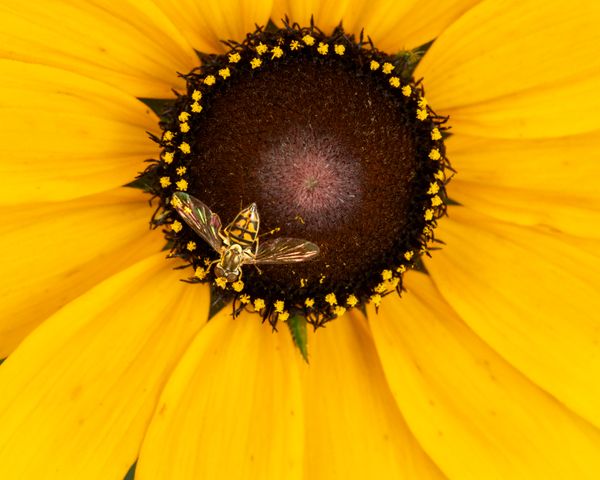 Hoverfly on Black-eyed Susan thumbnail