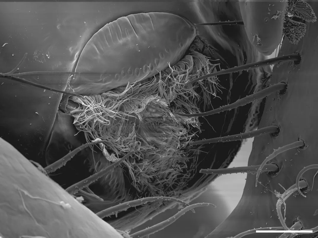 black-and-white image of lots of tendrils in a triangular mouth