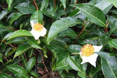 Tea leaves