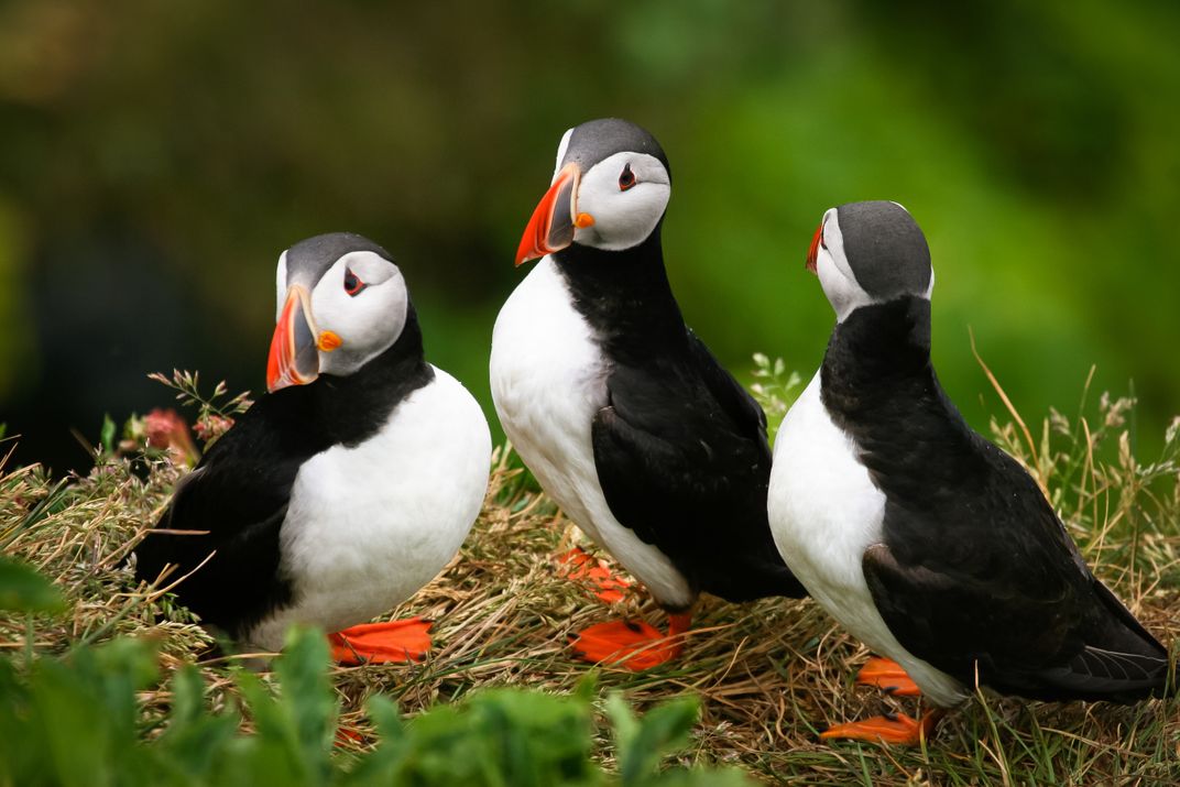 Icelandic Puffins