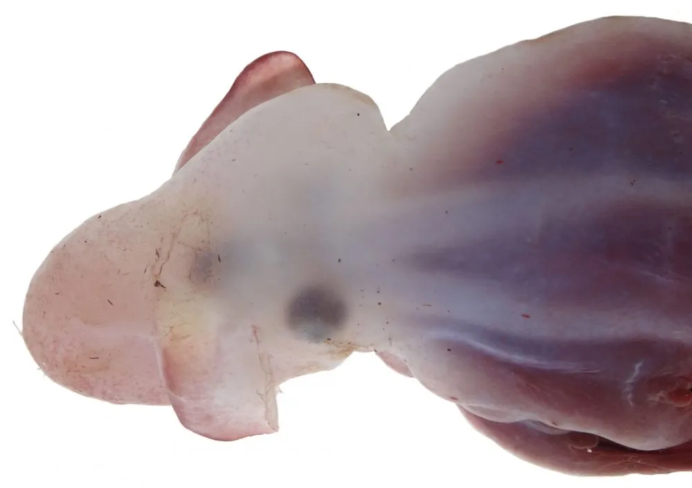An image of a dumbo octopus species against a white background. The octopus is pinkish in color. 