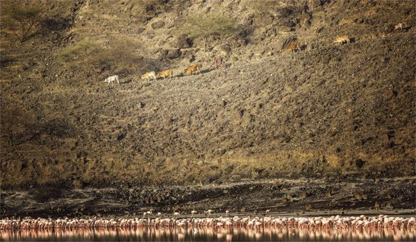 Magadi Lake, Herdsman and Flamingos thumbnail