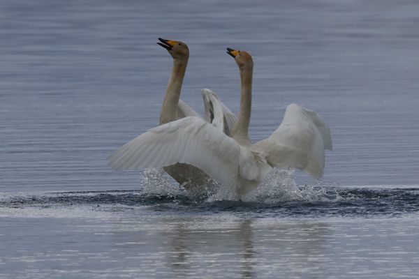 Mating display of Whooper Swans thumbnail