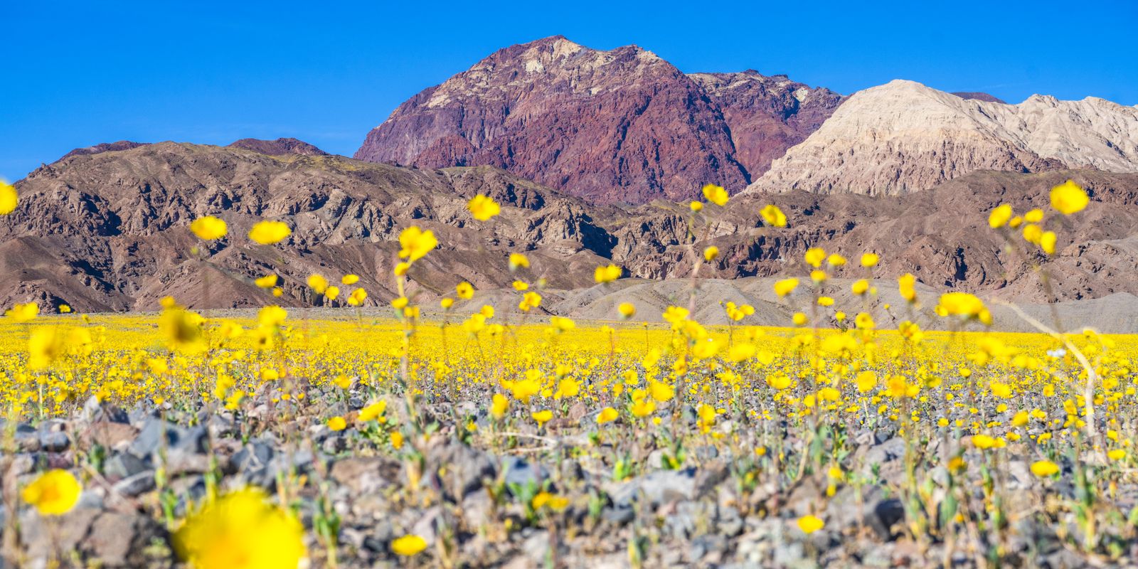 Vibrant Wildflowers Are Blanketing Death Valley National Park ...