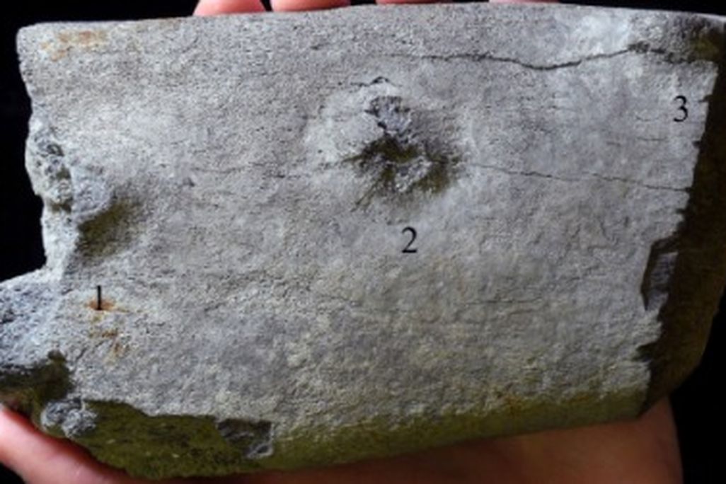 The recently discovered whale bone fossil, showing evidence of shark predation.
