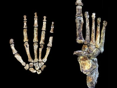 The hand and foot of Homo naledi