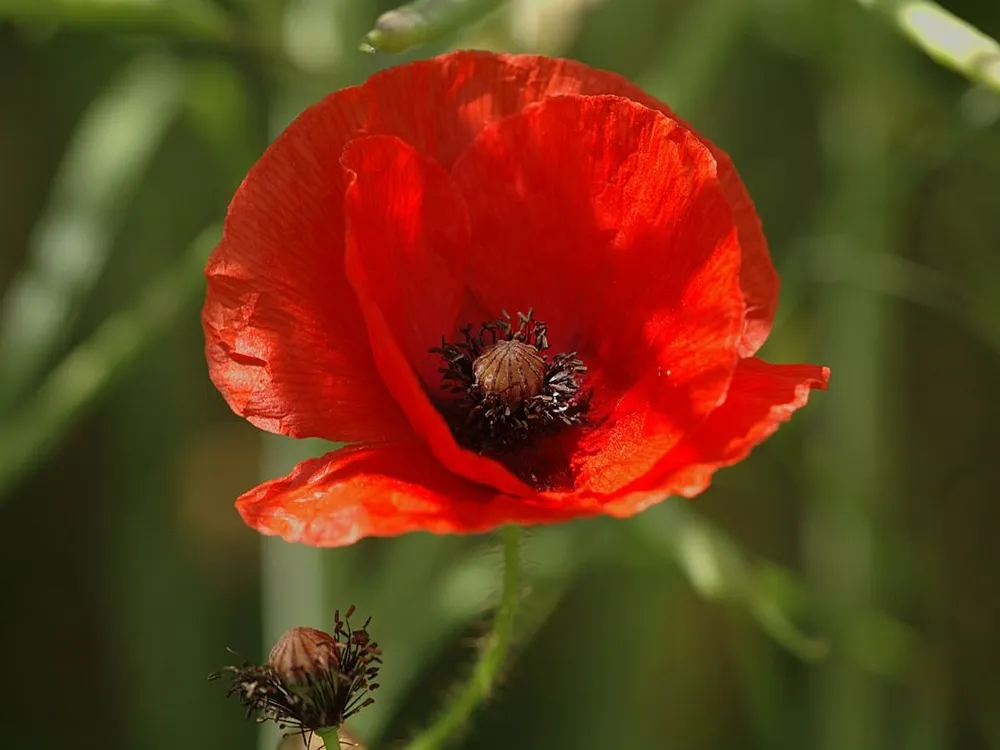 The seeds of common poppy (Papaver rhoeas) only germinate when the soil in which they live is disturbed. Intense fighting during World War I decimated Europe’s physical environment, causing thousands of poppies to bloom where battles once raged. (Gary Houston, CC0 1.0)