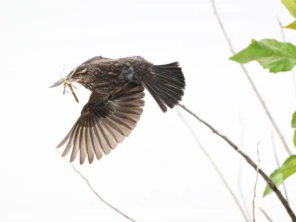 Red-winged blackbird with an insect in flight thumbnail