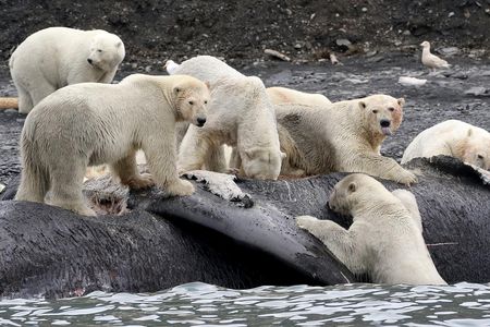 Polar bears are shown scavenging on the carcass of a dead bowhead whale that washed ashore on Wrangel Island, Russia.