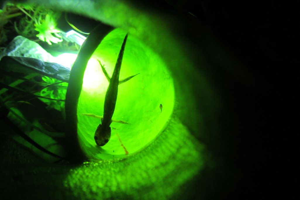Spotted Salamander_pitcher plant_PD Moldowan (4).JPG