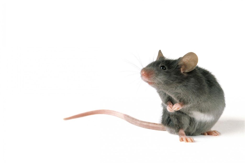 Mouse