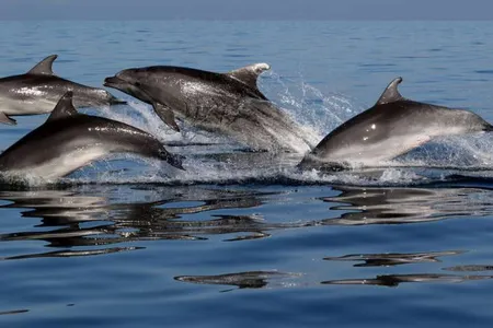 Morigenos dolphins. 

