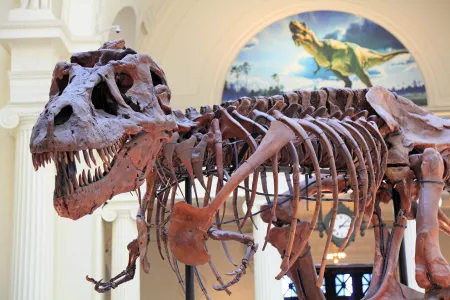 The Field Museum's famed T-Rex Sue may be long dead, but she still requires a lot of TLC.
