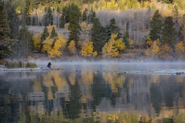 Grizzly fishing for salmon amidst fall colors. thumbnail