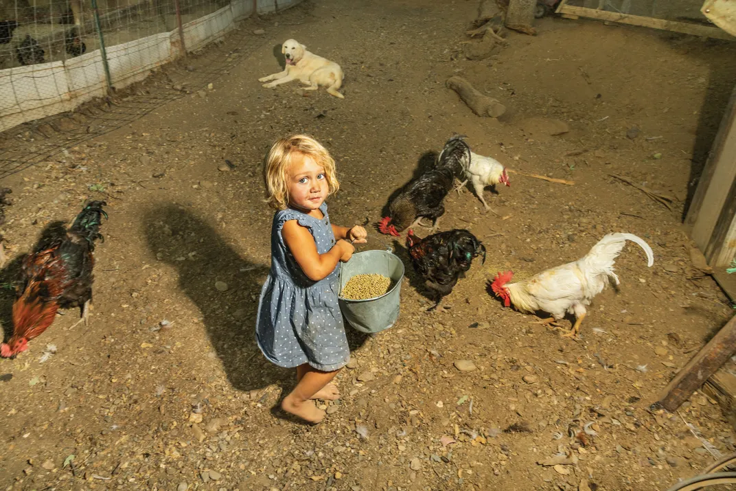blonde toddler feeds chickens