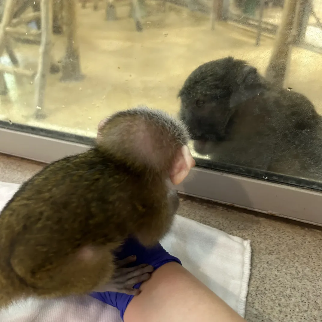 Two monkeys, one a baby and one an adult, watch each other from behind a layer of glass.