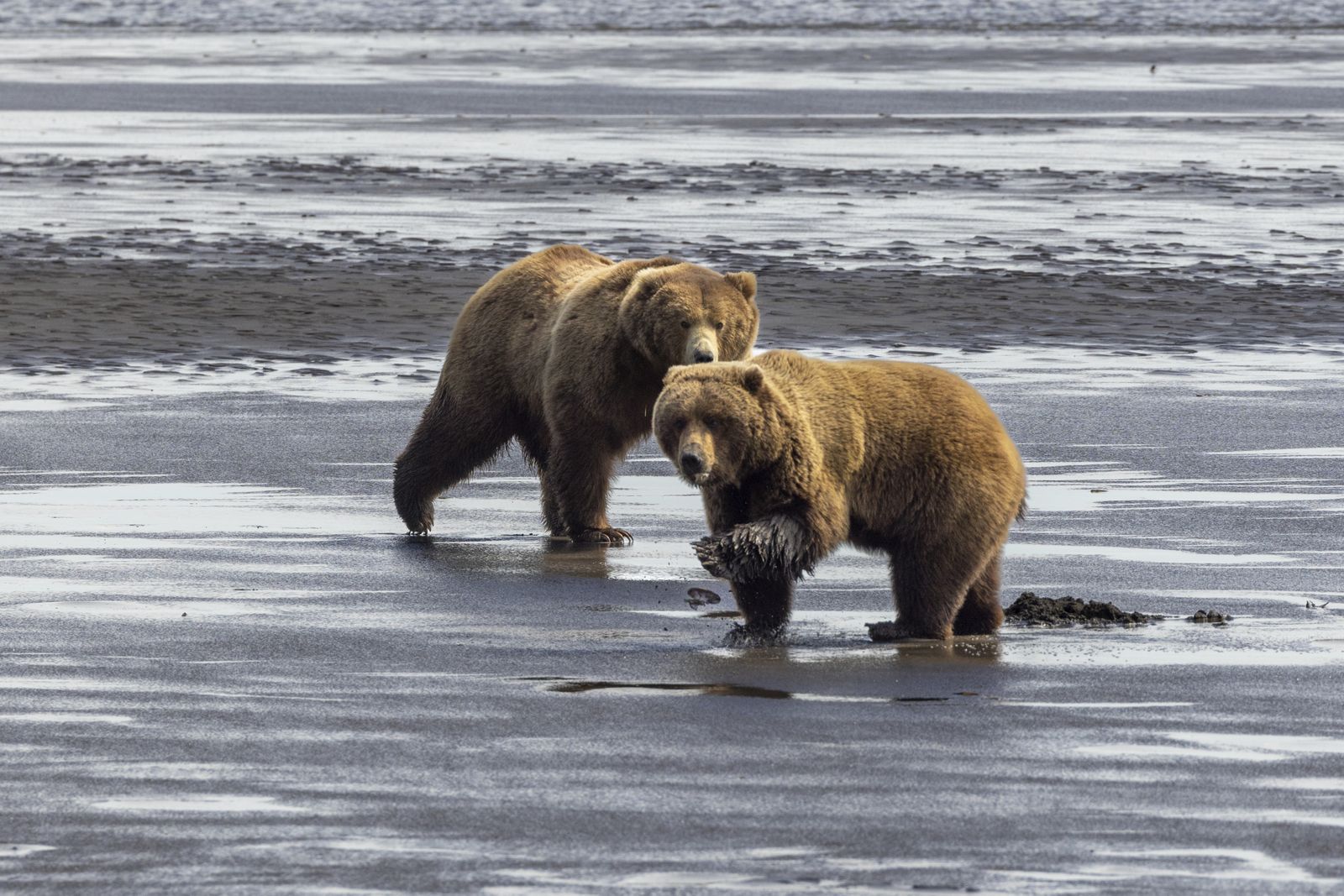 Getting Up Close to the Bears of Alaska’s Lake Clark National Park