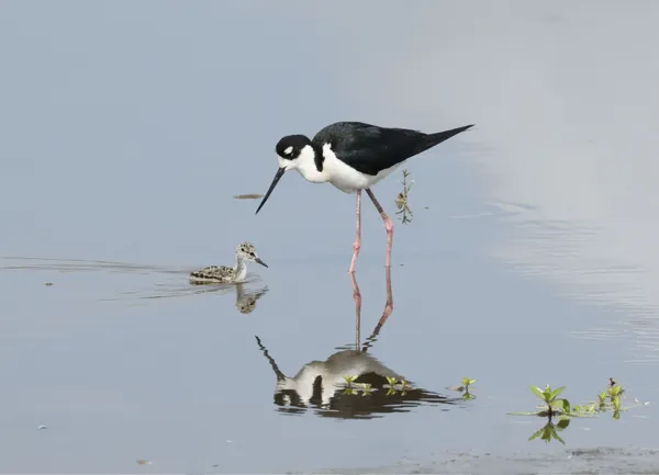 Black-necked Stilt with Chick thumbnail