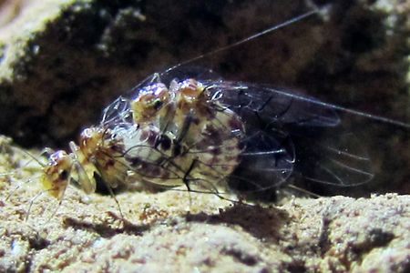 Female on top: A female Neotrogla insect mates with a male in a cave in eastern Brazil. 