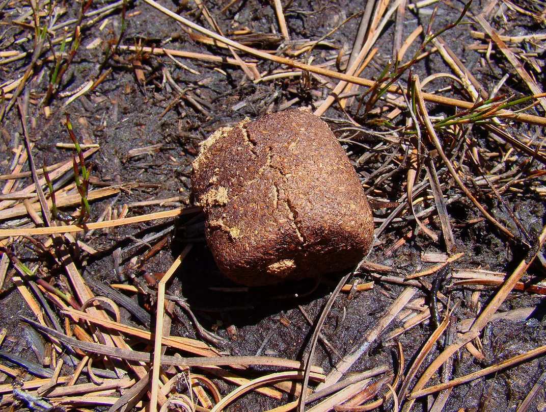 Brown square-shaped fecal matter pictured in the soil surrounded by dried grasses