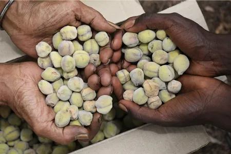 Kakadu peaches, like these harvested in Murdudjurl country in Kakadu National Park, are earthy with botanical notes.