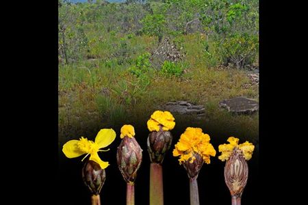 Only the flower on the far left is real. The rest are made of fungus.