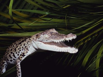 A juvenile crocodile in a Cape York peninsula river, the region where researchers recently looked for wild rice species