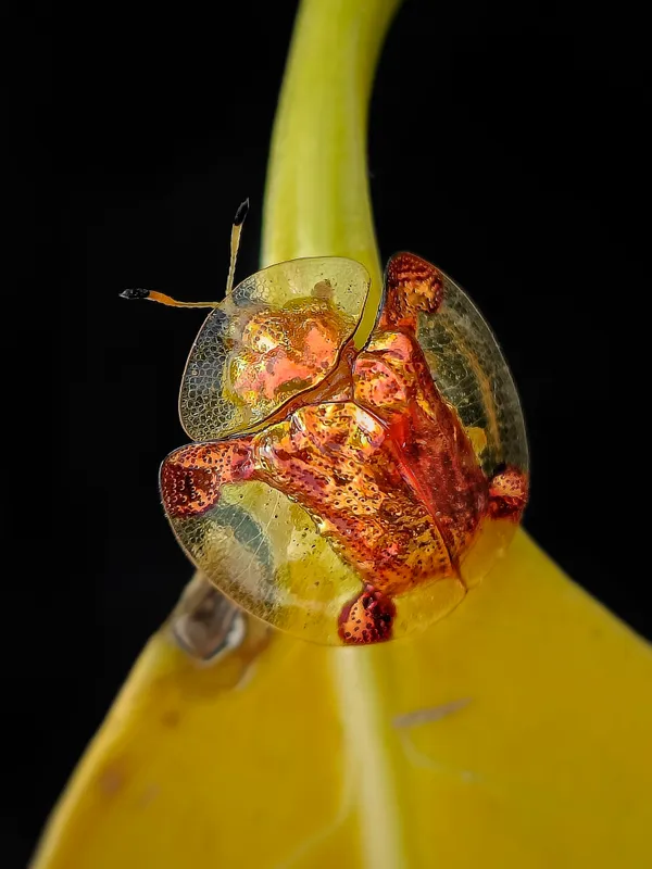 The golden tortoise beetle thumbnail