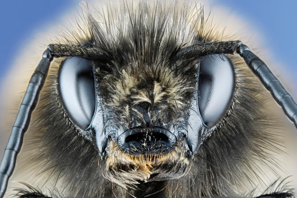 Intense Bee Stare