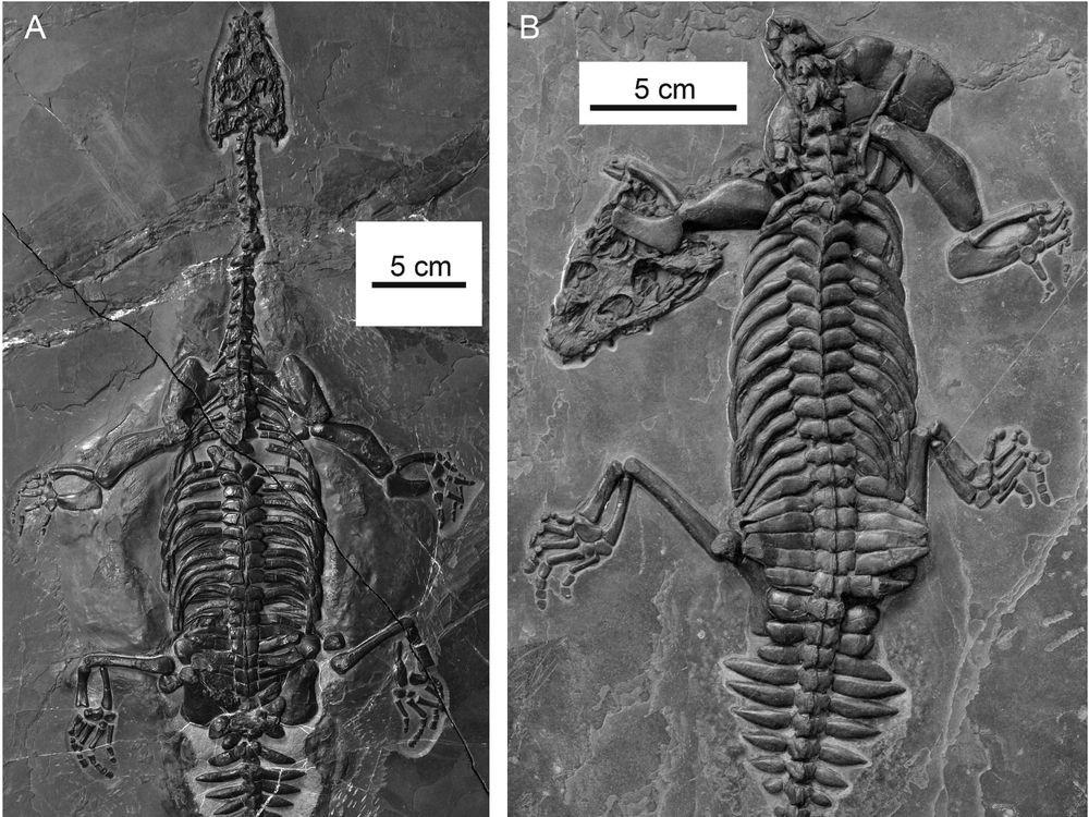 Two photos of the two fossils are next to each other. The fossils show the skeletal imprints of the two newly discovered reptiles in gray stone. 