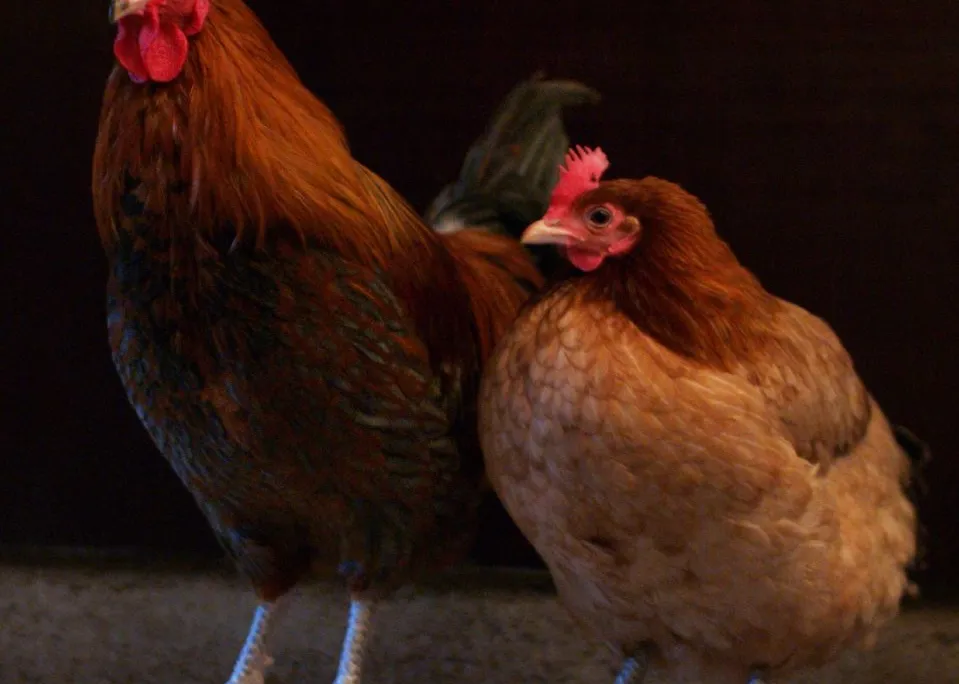 A cock and a hen roosting together