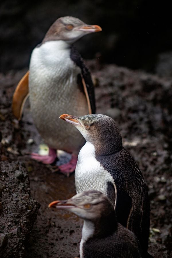 Yellow eye penguins. Enderby island.  Aucklands islands. New Zealand thumbnail