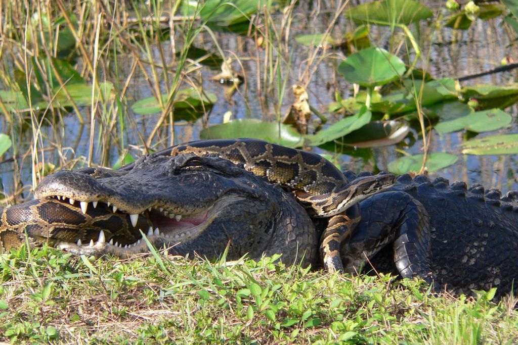 gator_python.jpg