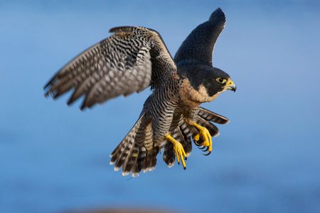 Raptors used in falconry like this peregrine falcon may soon be squaring off with robotic birds. 

